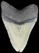 Megalodon Tooth - North Carolina #49523-2